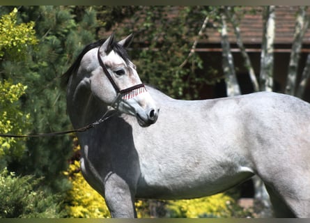 Arabian horses, Mare, 4 years, 15,2 hh, Gray