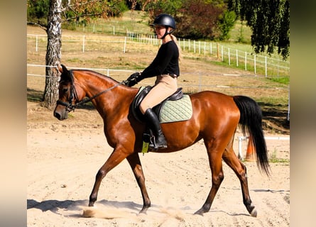 Arabian horses, Mare, 4 years, 15 hh, Brown