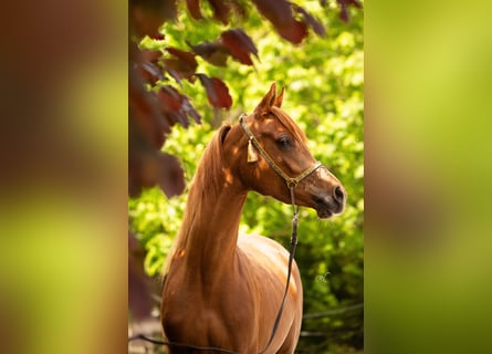 Arabian horses, Mare, 4 years, 15,1 hh, Chestnut-Red