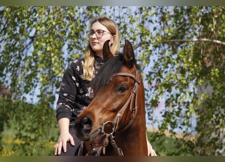 Arabian horses, Mare, 4 years, Brown