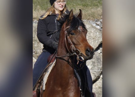 Arabian horses, Mare, 4 years, Brown