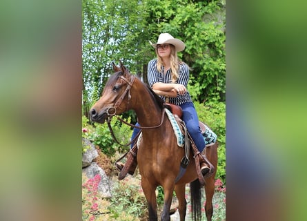 Arabian horses, Mare, 4 years, Brown
