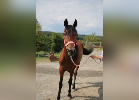 Arabian horses, Mare, 5 years, 14.2 hh, Brown