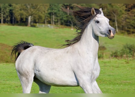 Arabian horses, Mare, 5 years, 15.1 hh, Gray