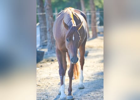 Arabian horses, Mare, 5 years, 15 hh, Chestnut-Red