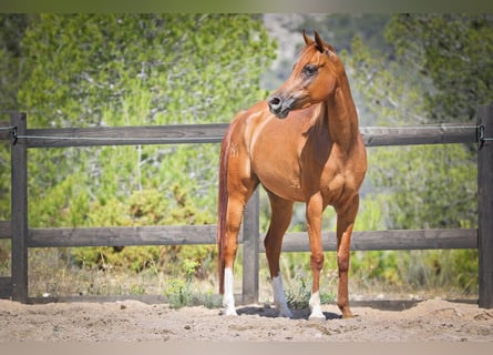 Arabian horses, Mare, 5 years, 15 hh, Chestnut-Red