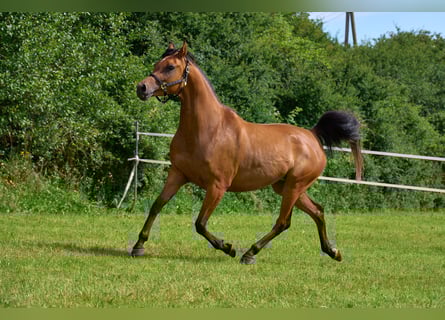 Arabian horses, Mare, 5 years, 15,1 hh, Brown