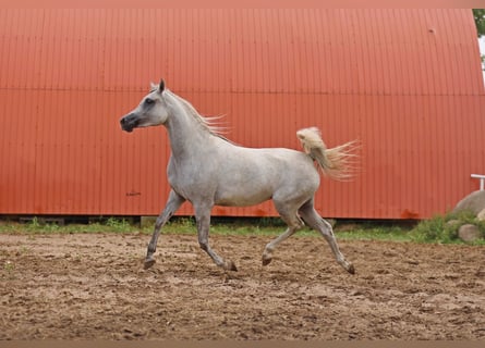 Arabian horses, Mare, 5 years, Gray