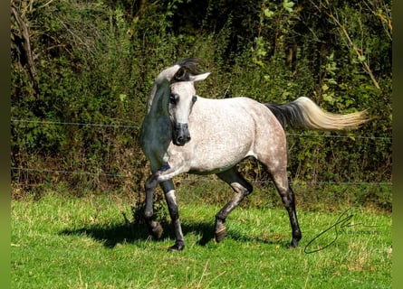 Vollblutaraber, Stute, 6 Jahre, 14,2 hh, Schimmel