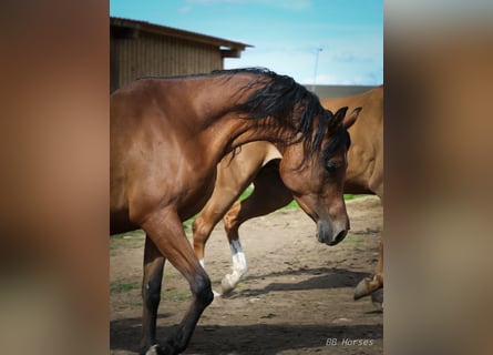 Arabian horses, Mare, 6 years, 14,3 hh, Brown