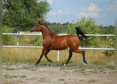 Arabian horses, Mare, 6 years, 14,3 hh, Brown