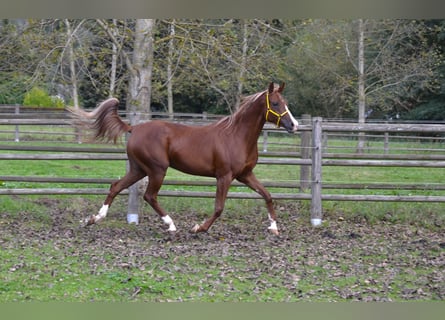 Arabian horses, Mare, 6 years, 14,3 hh, Chestnut