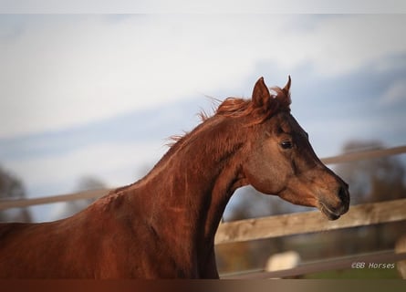 Arabian horses, Mare, 6 years, 14.3 hh, Chestnut
