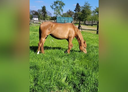 Arabian horses, Mare, 6 years, 14,3 hh, Chestnut-Red