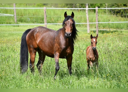 Arabian horses, Mare, 6 years, 14,3 hh, Bay-Dark