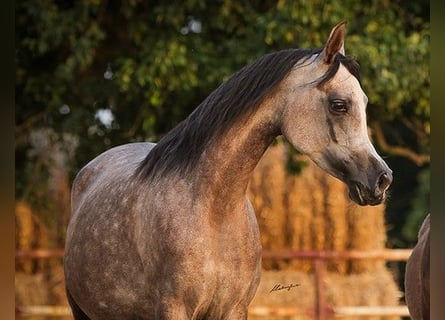 Arabian horses, Mare, 6 years, 15.1 hh, Gray