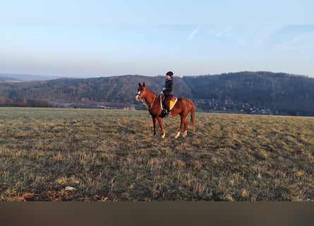 Arabian horses, Mare, 6 years, 15 hh, Chestnut-Red