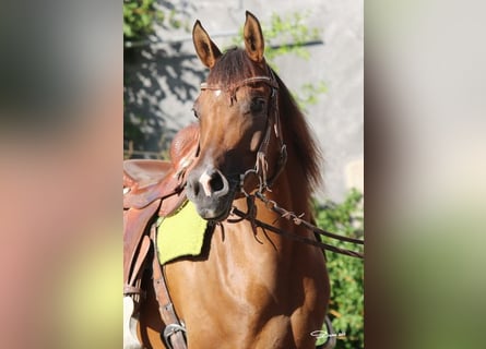 Arabian horses, Mare, 6 years, Brown