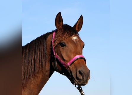 Arabian horses, Mare, 7 years, 14,2 hh, Bay-Dark