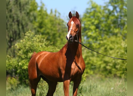 Arabian horses, Mare, 7 years, 14,2 hh, Chestnut-Red