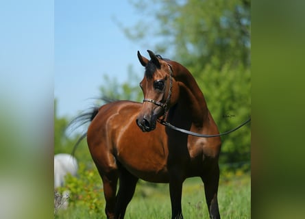 Arabian horses, Mare, 7 years, 14.3 hh, Brown