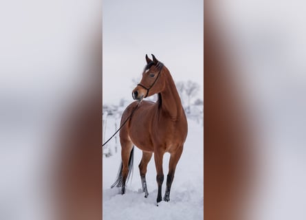 Arabian horses, Mare, 7 years, 14,3 hh, Brown