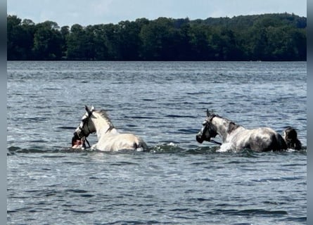 Arabian horses, Mare, 7 years, 15,2 hh, White