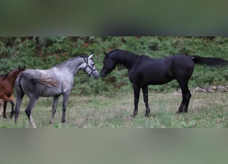 Arabian horses, Mare, 7 years, 15,2 hh, White