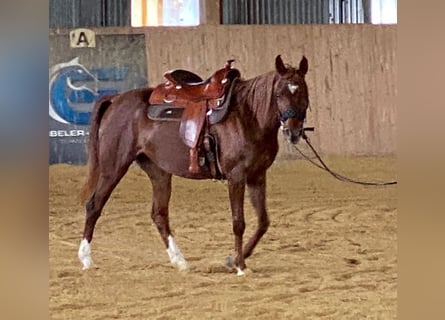 Arabian horses, Mare, 7 years, 15 hh, Chestnut-Red