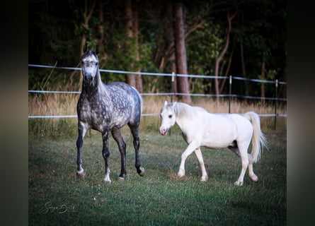 Arabian horses, Mare, 7 years, 15 hh, Gray-Dapple