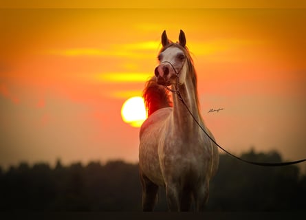 Arabian horses, Mare, 7 years, 15,1 hh, Gray