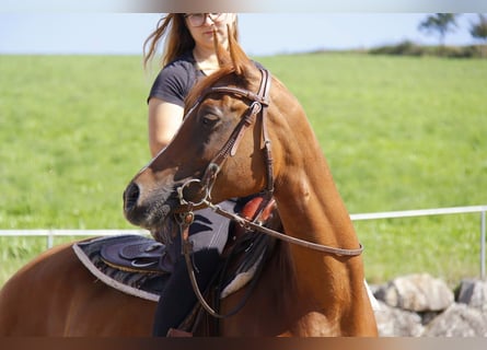Arabian horses, Mare, 7 years, Chestnut-Red