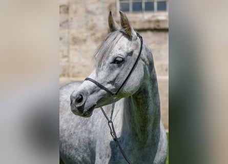 Arabian horses, Mare, 7 years, Gray