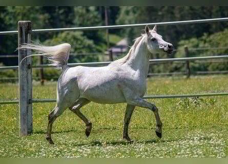 Arabian horses, Mare, 7 years, Gray