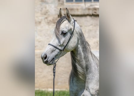 Arabian horses, Mare, 7 years, Gray
