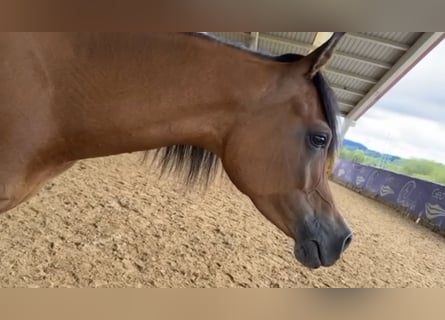 Arabian horses, Mare, 8 years, 14,3 hh, Bay-Dark