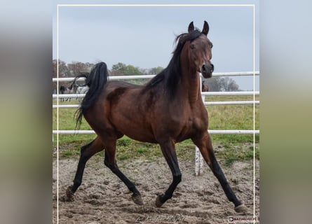 Arabian horses, Mare, 8 years, 15.1 hh, Brown