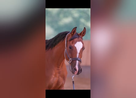 Arabian horses, Mare, 8 years, 15,2 hh, Brown