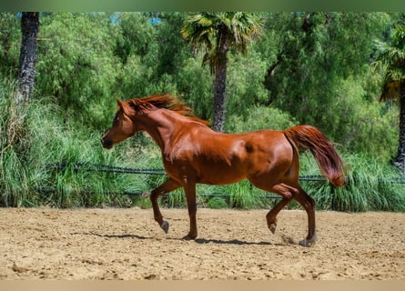 Arabian horses, Mare, 8 years, 15.2 hh, Chestnut-Red