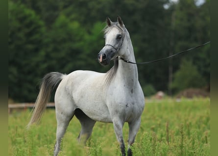 Arabian horses, Mare, 8 years, 15 hh, Gray