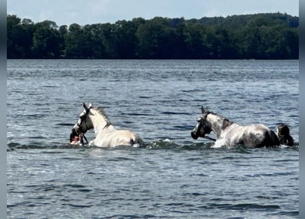 Arabian horses, Mare, 8 years, 15,2 hh, White