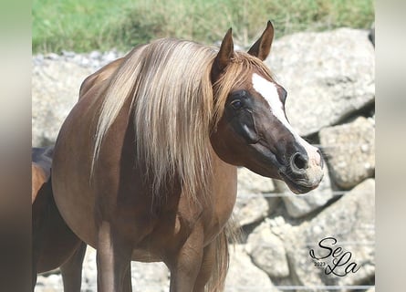 Arabian horses, Mare, 8 years, Chestnut