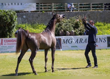 Arabian horses, Mare, 8 years, Gray