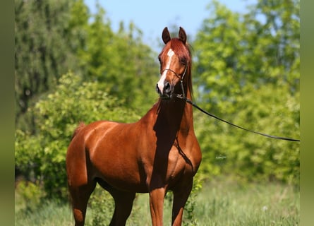 Arabian horses, Mare, 9 years, 14.2 hh, Chestnut-Red