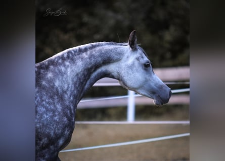 Arabian horses, Mare, 9 years, 14.2 hh, Grey