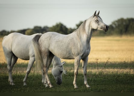 Arabian horses, Mare, 9 years, 14.3 hh, Grey-Fleabitten