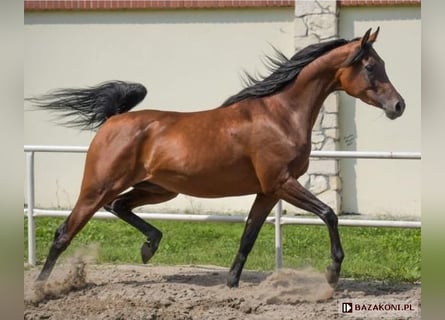 Arabian horses, Mare, 9 years, 15.1 hh, Brown