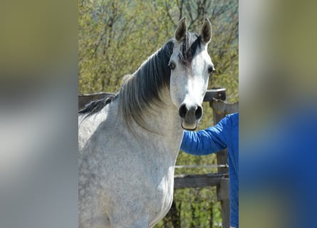 Arabian horses, Mare, 9 years, 15 hh, Gray