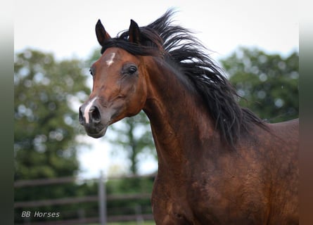 Vollblutaraber, Stute, 9 Jahre, 15 hh, Schwarzbrauner