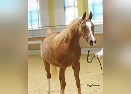 Arabian horses, Mare, 9 years